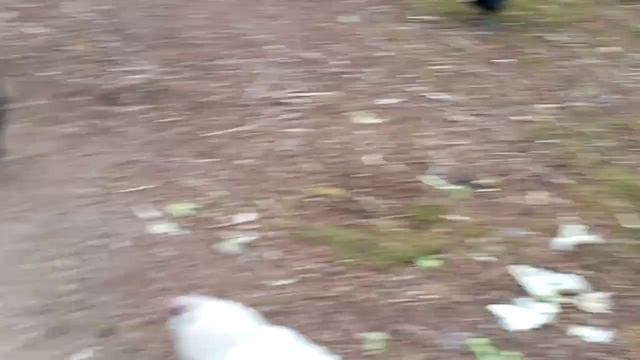 Амераукана на свободном выгуле!! Нестало яиц в чем причина??! смотреть онлайн