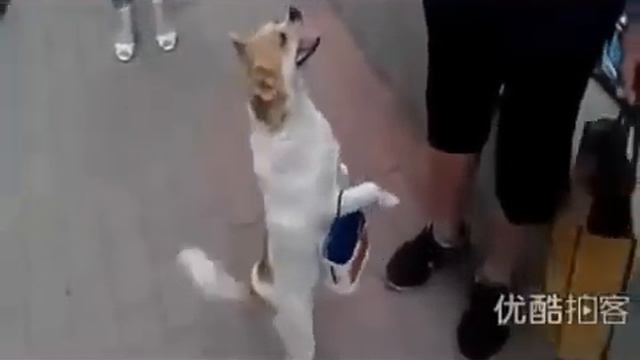 Умнейшая собачка! Все повторяет за хозяйкой! смотреть онлайн