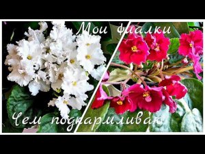 Комнатные цветы в апреле Фиалки и орхидеи Подкормки Уход Как обрезала драцену..