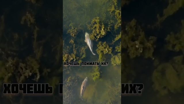 погадаем на улов на рыбалке