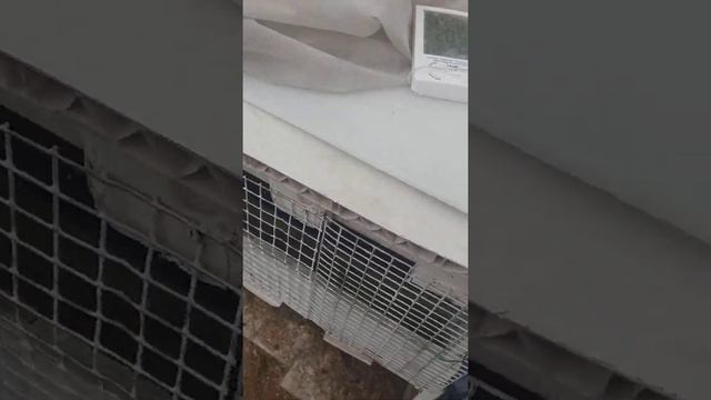 Бройлеры на прогулке смотреть онлайн