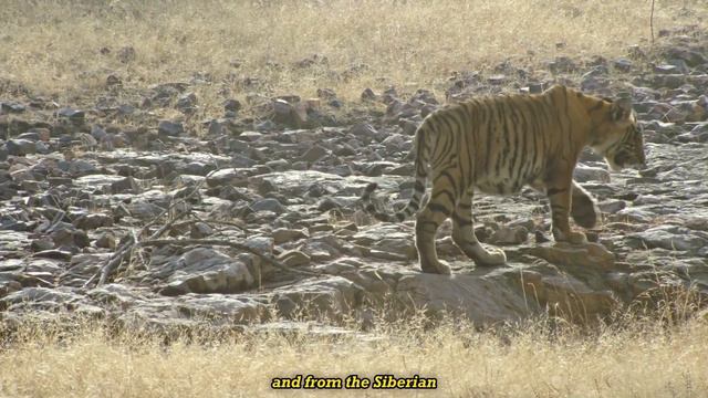 The Striped Guardians: TİGERS! The Last Great Cats of the Wild. смотреть онлайн