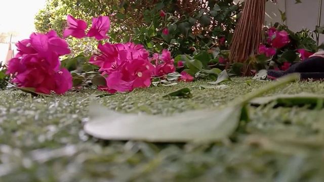 Bougainvillea:Sayang ang ganda ng bulaklak || Buhay ofw смотреть онлайн