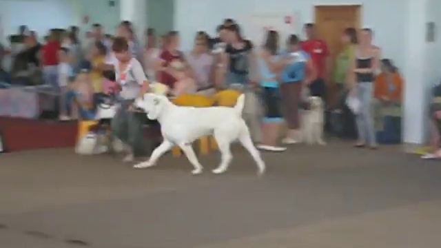 Гордость Криста Тамерлан.AVI смотреть онлайн