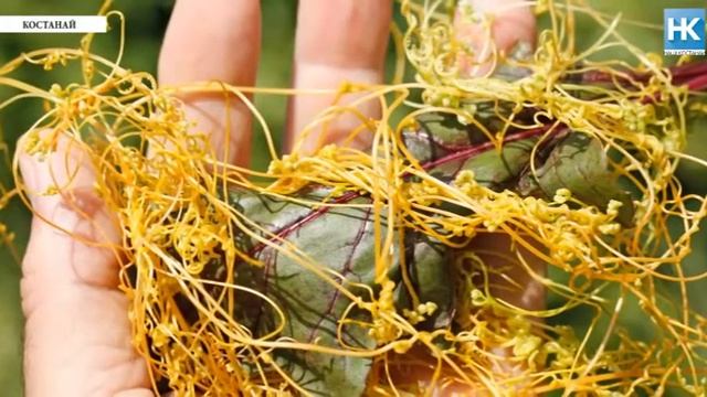 НАШ КОСТАНАЙ цветы, повилика, 2017 смотреть онлайн