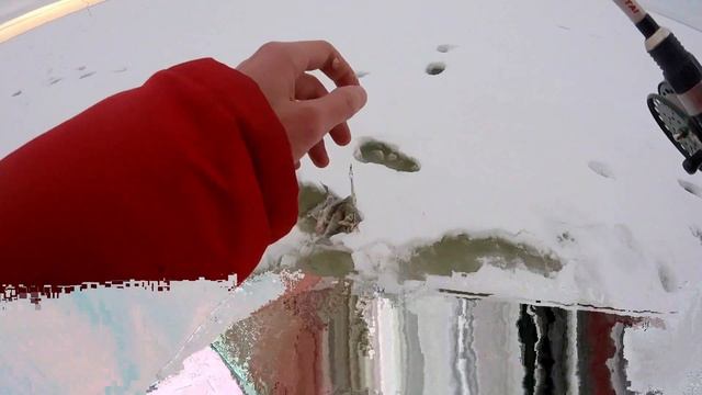 Ловля берша в глухозимье. Где зимуют раки? Как клюет берш? смотреть онлайн