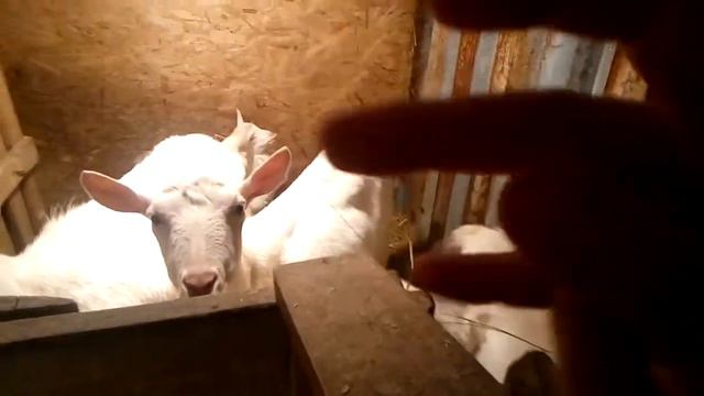 В КАКОЕ ВРЕМЯ МНЕ УДОБНО ПОСТРИГАТЬ КОПЫТА? смотреть онлайн