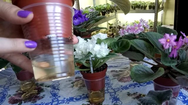 Жара для фиалки. Цветение. Удобрение смотреть онлайн