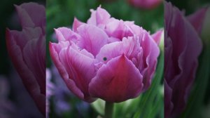 Махровые тюльпаны:Avantgarde, Columbus, Largo, Katinka, Double Price, Mari Jo, Angelique, Whitehear