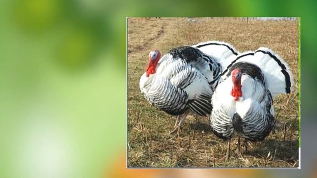 Учим букву "Р" Логопедическая игра - сказка "Как тигренок рычать учился" смотреть онлайн