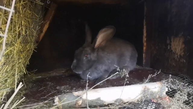 Кролики породы рекс, французский баран, строкач НПВ, НЗБ, фландр, Калифорния. смотреть онлайн