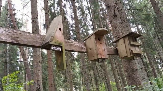 Экологическая тропа "Лесные тайны" г.Ярцево смотреть онлайн