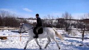 ОБУЧЕНИЕ НОВИЧКА ЕЗДИТЬ ВЕРХОМ НА ЛОШАДИ