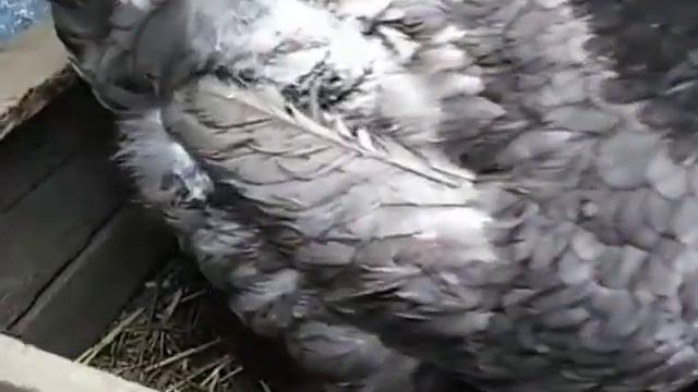 Мешанка из дроблёнки для кур несушек и перепелов ??? смотреть онлайн