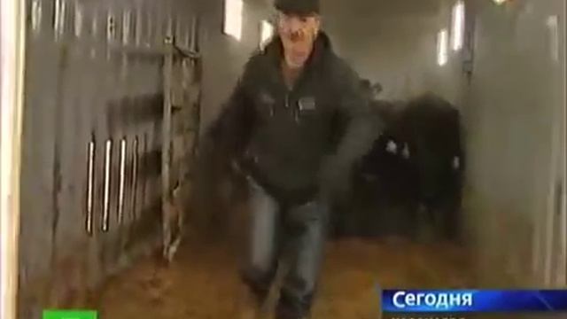 Фермеры Карачаево-Черкесии купили техасских коров. смотреть онлайн