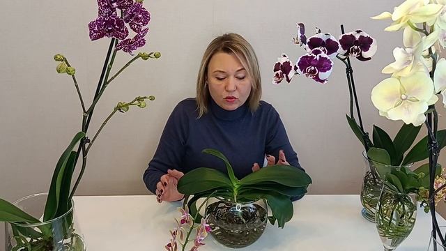 Как выбрать вазу для орхидеи без грунта смотреть онлайн