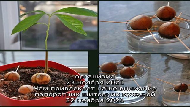 Записи с тегом 'размножение' смотреть онлайн