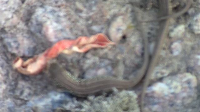 Выпускаем сеголеток прыткой ящерицы в природу смотреть онлайн