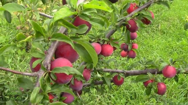 ОБЗОРАЛЫЧА КУБАНСКАЯ КОМЕТАМОЯ ЛЮБИМАЯ УСАДЬБА