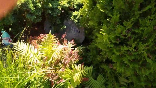 Наши растения на даче смотреть онлайн