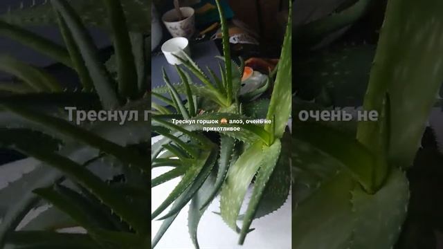 Горшок разломился под натиском новой жизни) Алоэ - столетник, 200 руб. с кашпо. 2 февраля 2022 г. смотреть онлайн