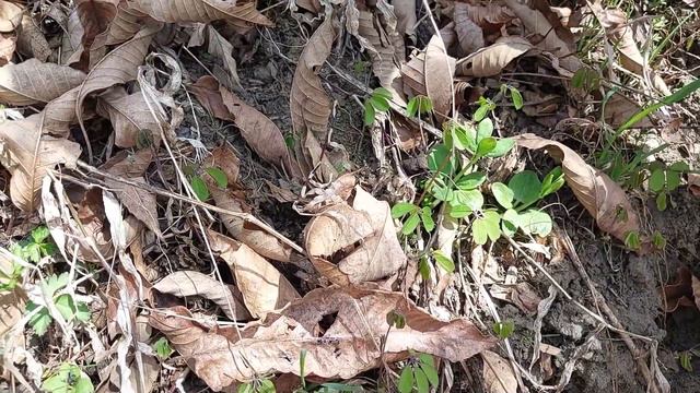 4월 초순에 만나는 산나물 종류/ 엉겅퀴/ 왕꼬들배기/ 짚신나물/ 뽀리뱅이/ 꼭두선이/ 원추리/ 꿀풀/ 선학초 смотреть онлайн