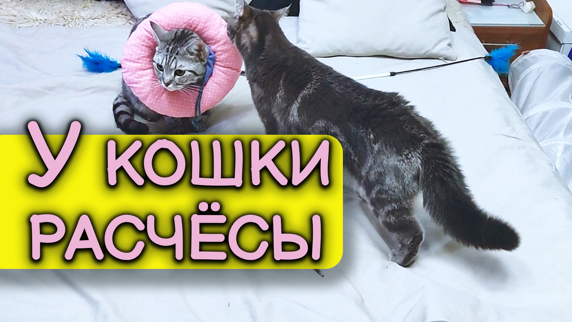 Расчёсы у кошки. Защитный воротник своими руками.