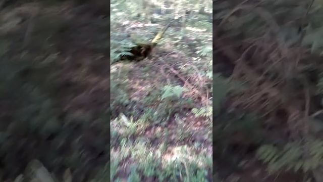 урожай грибов лисички в 2023 году смотреть онлайн