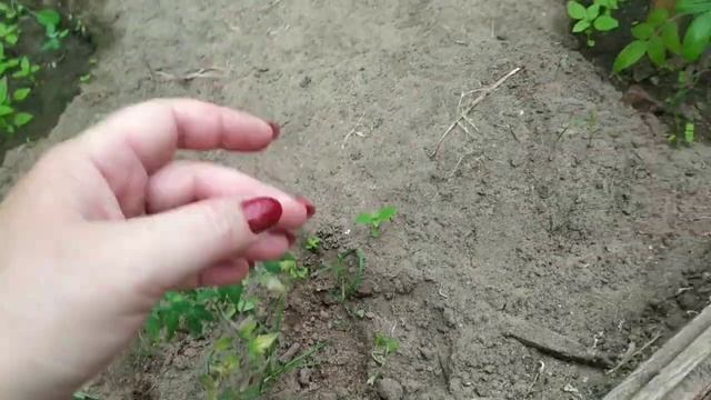 Картошка в мешках. Что в теплице. И трава достала печень. смотреть онлайн