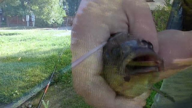 Рыбалка на линя с поплавком. Поклёвки крупным планом смотреть онлайн