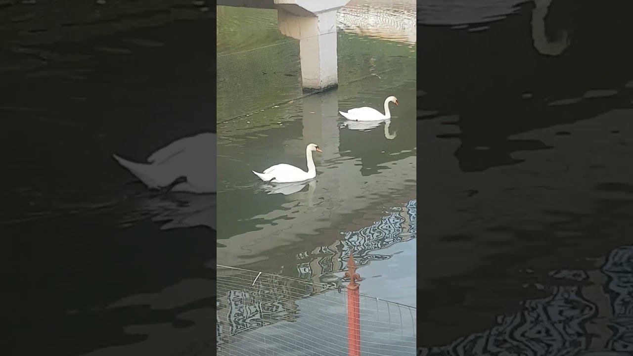 Белые лебеди лебедь лебедь бела Царь птица смотреть онлайн