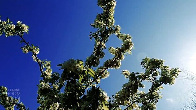 Красивые пейзажи цветущей весны для релаксации смотреть онлайн