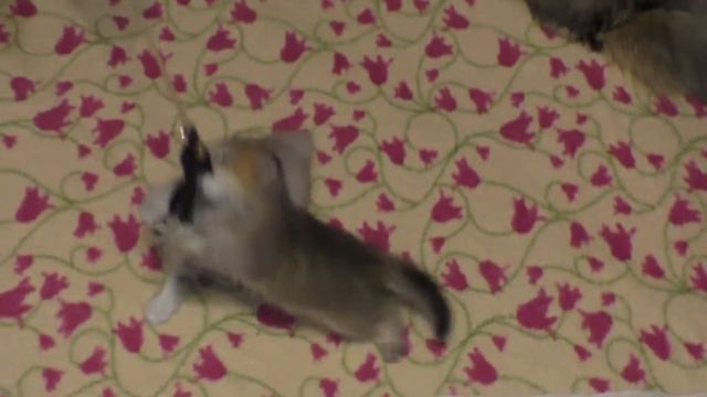 Деловая колбаса ушла в нору. Играем с нашими котиками. смотреть онлайн