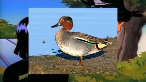 DuckTales Theme but it's just "Duck"