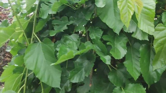 В саду спеет Ирга и Шелковица ( Шелковник , Тутовник) смотреть онлайн