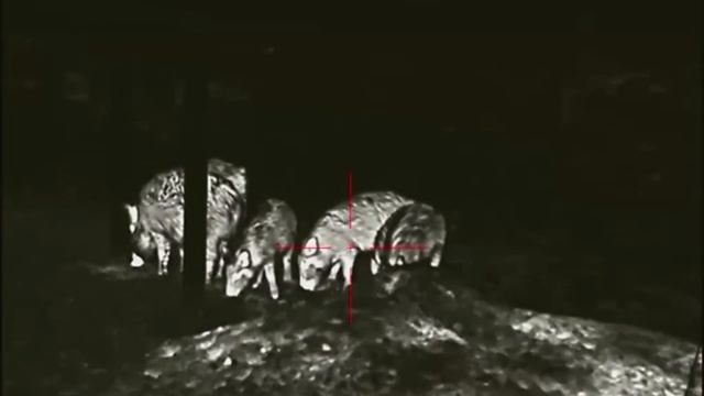 Кабанья охота в штате Техас или Алабама.??? смотреть онлайн