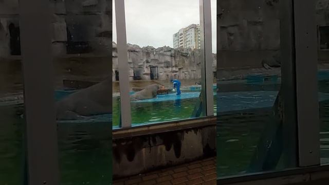 Шоу моржей в Ижевском зоопарке смотреть онлайн