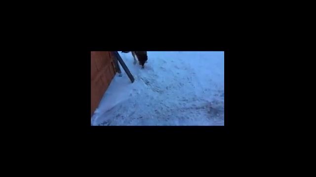 тест драйв, мототолкач испытание глубоком снегу 40 см смотреть онлайн