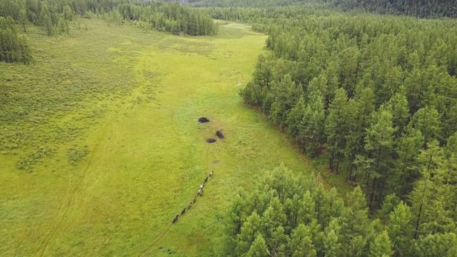 дикие табуны Восточного Саяна смотреть онлайн