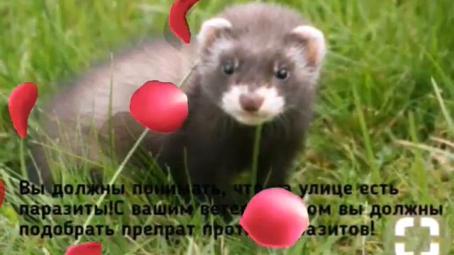 Первая прогулка хорька!?? смотреть онлайн