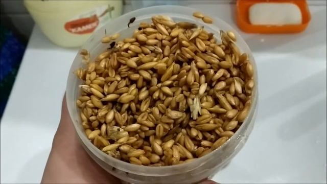 лакомство для курочек, как проращивать пшеницу в домашних условиях смотреть онлайн
