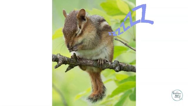 Conosciamo I Chipmunk ?️