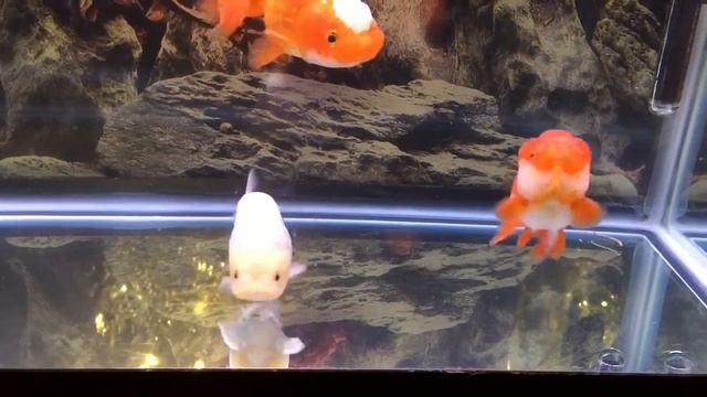 My goldfish collection 6B:) смотреть онлайн