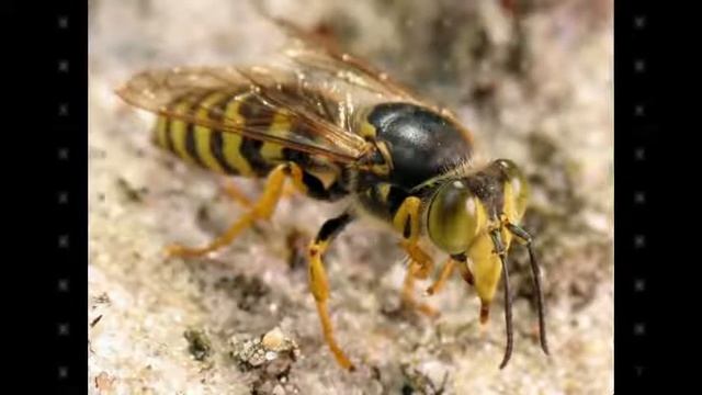 Бембекс носатый смотреть онлайн