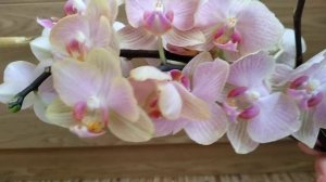 РАЗМНОЖЕНИЕ орхидеи ЧЕРЕНКАМИ В ВОДЕ ЧАСТЬ #3