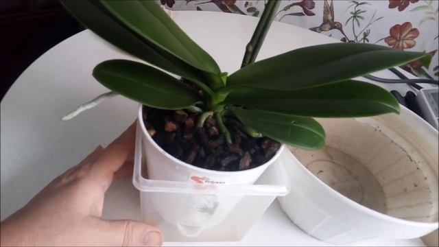 горшки с автополивом для орхидей...полив... смотреть онлайн