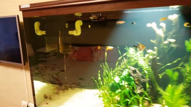 #БЗДА от фаната/любителя. смотреть онлайн