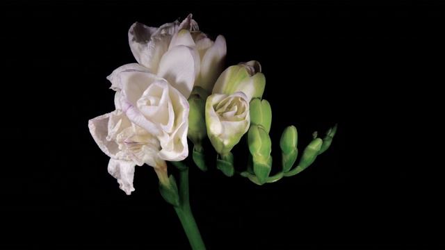 freesia bouquet смотреть онлайн