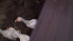 Ниппельная поилка для гусей своими руками