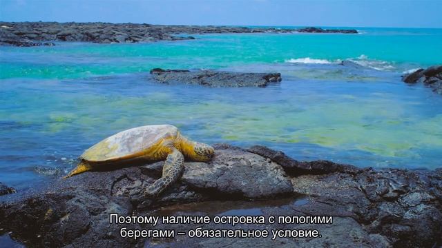 Содержание пресноводных черепах: правда и мифы смотреть онлайн